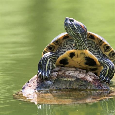 Turtle Safe Aquatic Plant Packs – Wetplants