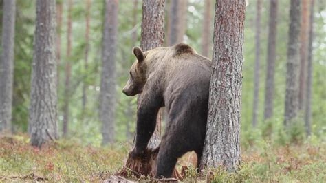 Suivre à la trace le grizzly Radio Canada