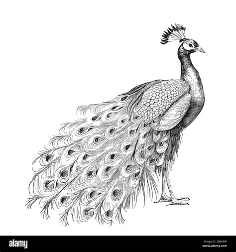 Beautiful Peacock Bird Retro Sketch Hand Drawn Vector Stock Vector