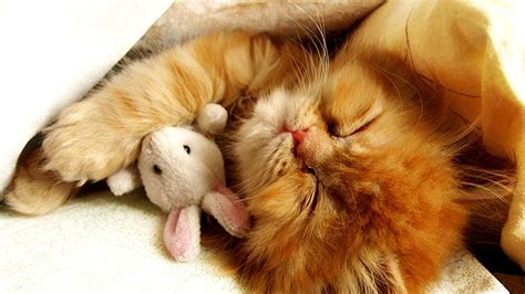 Cute Brown Cat Kitten Is Sleeping With Toy Hd Cute Cat Wallpapers Hd