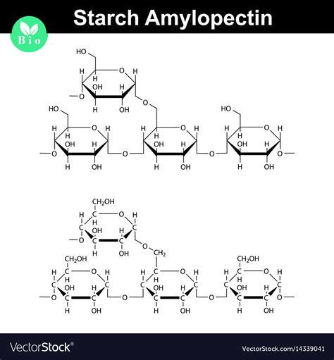 Amylopectin Structure