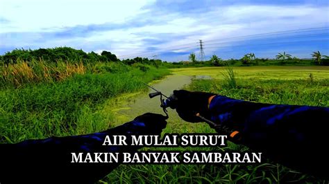 MANCING CASTING IKAN GABUS SAAT AIR MULAI SURUT MAKIN BANYAK SAMBARAN