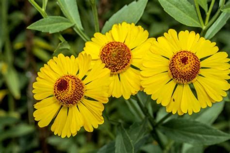 15 Bright Yellow Perennials To Brighten Up Your Garden Gardening