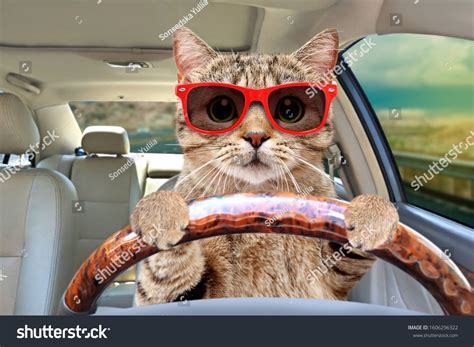 19105 Cat Driving Images Stock Photos And Vectors Shutterstock