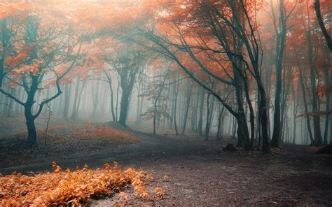 🔥 Download Pine Forest Wallpaper Full HD Windows Background 4k by @llee ...