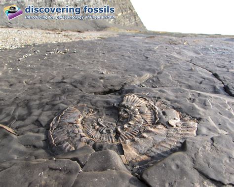 Download Kimmeridge Bay Dinosaur Footprints Wallpapertip