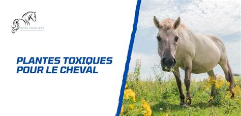 Les plantes toxiques pour le cheval à connaître absolument