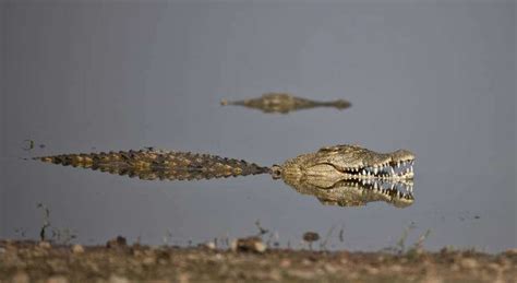 Nilkrokodil Nil Krokodil Crocodylus Niloticus Angriff Auf Gnus Im