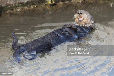 Sea Otter Stone Photos and Premium High Res Pictures - Getty Images