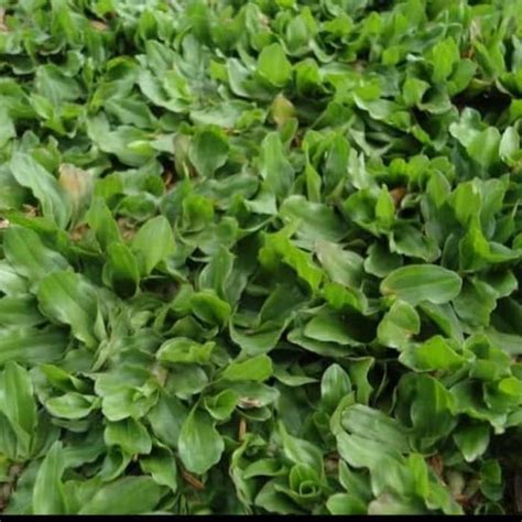 Jual Jual Rumput Gajah Mini Per 1 Meter Shopee Indonesia