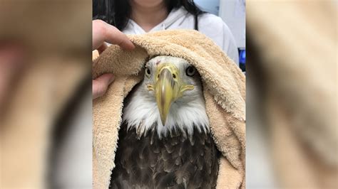 Injured Bald Eagle Rescued From Metro Tracks To Be Euthanized Nbc4