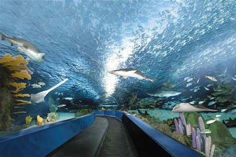 Skip The Line Ripley S Aquarium Myrtle Beach Admission Ticket