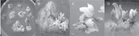 Embryogenesis And Plantlet Regeneration From Unfertilized Ovary Culture