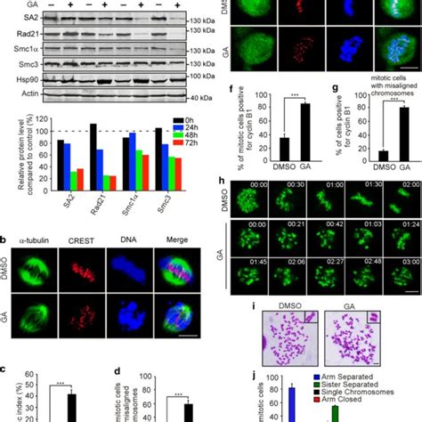 Depletion Of Nudcl2 Causes Mitotic Defects Hela Cells Were Transfected