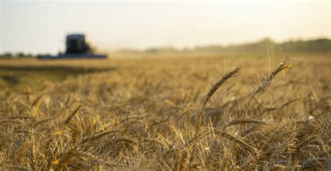 Oklahoma Wheat Harvest Is 75 Complete Seed Today