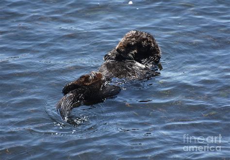 Precious Baby Sea Otter Floating On His Back In Morro Bay Photograph By