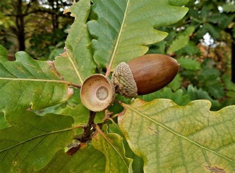 Roble Quercus