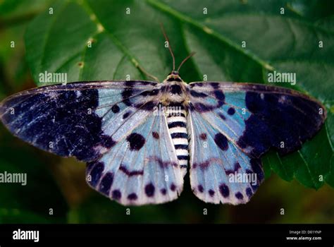 Dysphania Percota The Blue Tiger Moth Butterfly Stretching Wings