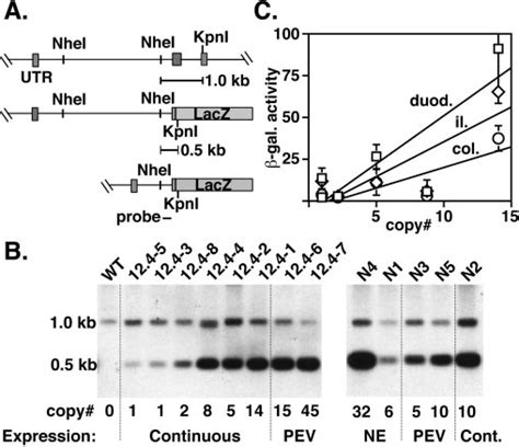 Copy Number Determination For Transgenic Lines Transgene Copy Number