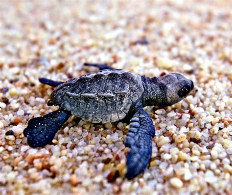 Olive Ridley Sea Turtle – "OCEAN TREASURES" Memorial Library