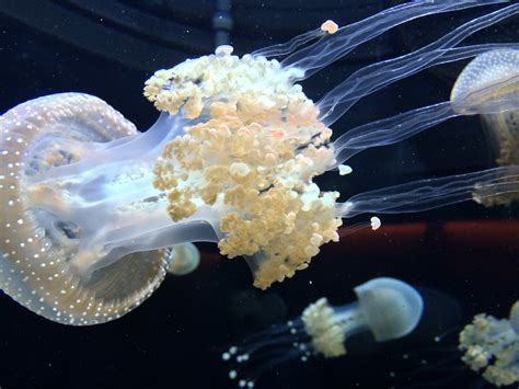 Fotos Gratis Biología Medusa Acuático Negro Coral Invertebrado