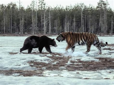 Siberian Tiger Hunting Bear