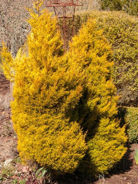 How To Grow And Care For Lemon Cypress Trees Gardening Know How