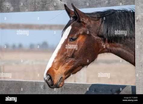 Horse head in the farm yard early spring close up, side view Stock ...