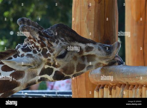 Feeding a giraffe Stock Photo - Alamy