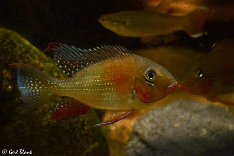 Acarichthys Heckelii Gert Blank Flickr