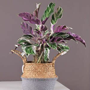 Philodendron Ring Of Fire Care Expert Tips Teak And Terracotta