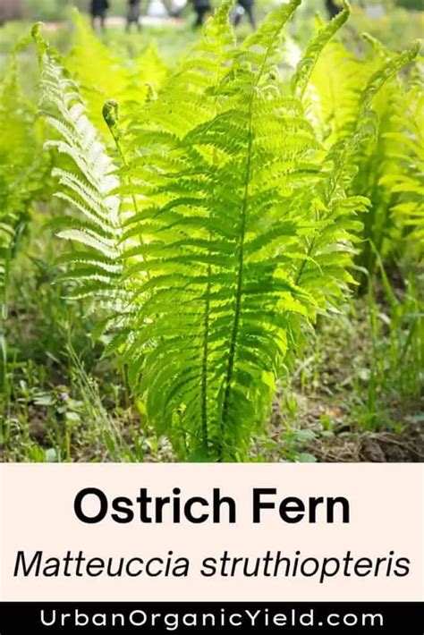 Types Of Ferns And Their Names