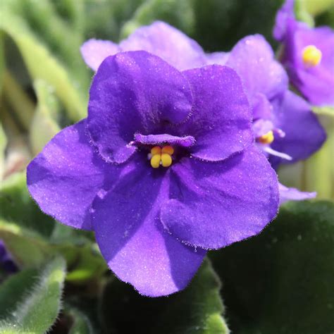 African Violet Streptocarpus