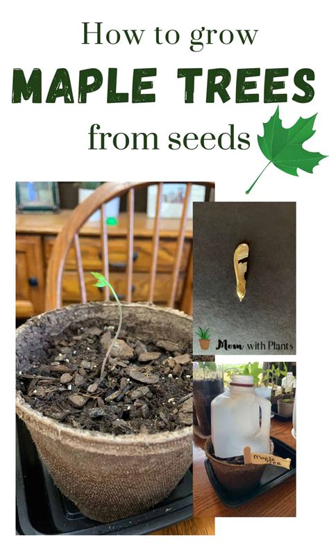 How to grow maple trees from seeds - Mom with Plants