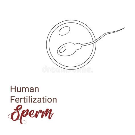 Célula De Esperma Humana Minimalista Fertilização Do óvulo