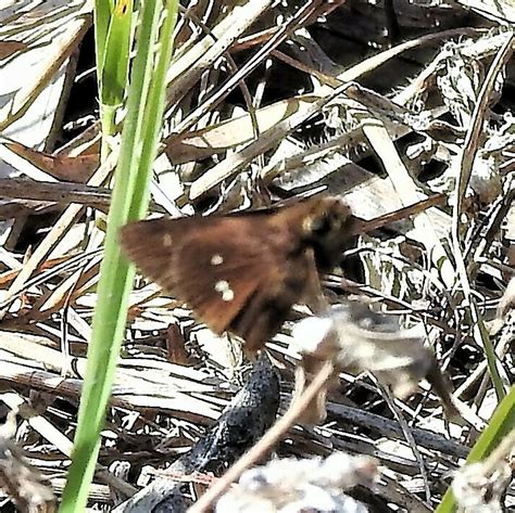 Twin Spot Skipper From Arthur R Marshall Loxahatchee Wildlife Refuge