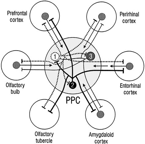 New Features Of Connectivity In Piriform Cortex Visualized By