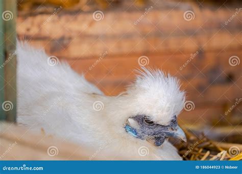 Silkie Bantam Hen Seen Sitting on a Clutch of Eggs. Stock Image - Image ...