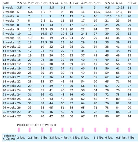 Toy Poodle Puppy Feeding Chart