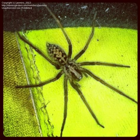 Insect And Spider Identification Id Spider From Pacific Nw 1 By Jasminz