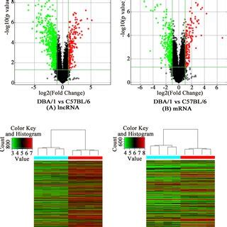 Differentially Expressed Lncrnas And Mrnas In Dba Mice Compared With