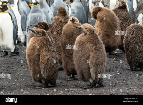 Pingüino Rey Aptenodytes patagonicus mostrando los adultos y menores