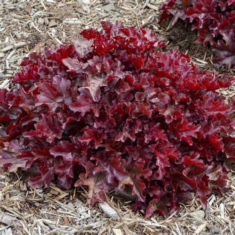 DOLCE® 'Cherry Truffles' Heuchera - Garden Crossings