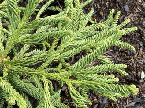 Cryptomeria Japonica Spiralis Spiral Japanese Cedar Conifer