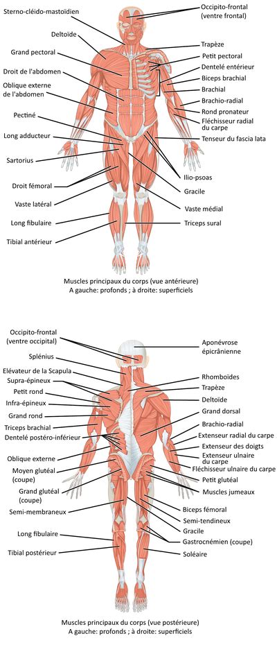 Liste des muscles du corps humain — Wikipédia