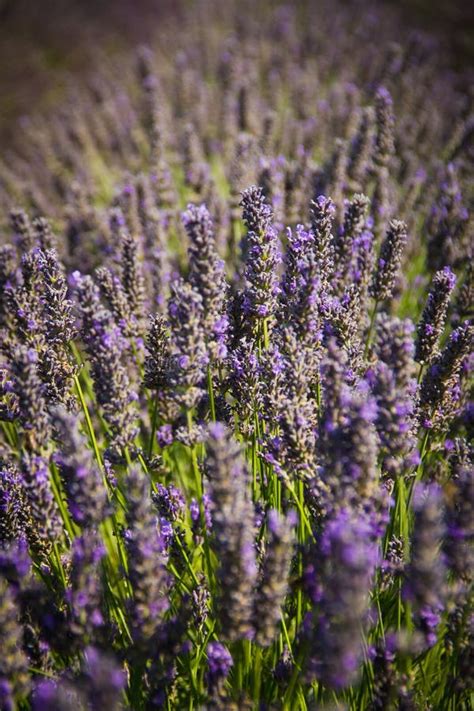 Lavender Field in Aix En Provence, France Stock Image - Image of flower ...