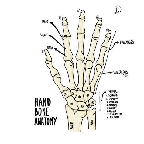 the hand and wrist bones are labeled