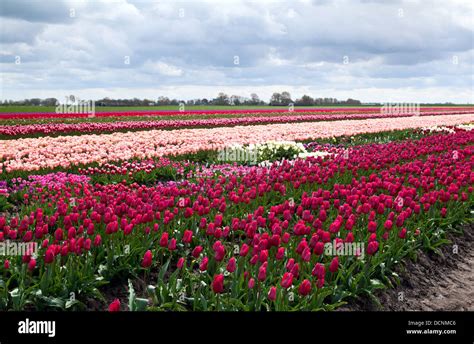 Dutch Tulip Fields Stock Photo Alamy