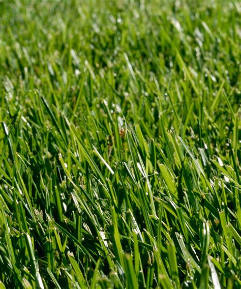 Types of drought-tolerant grass: varieties for dry climates | Homes & Gardens