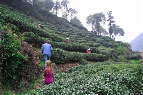 A Private Longjing Tea Picking Tour In Hangzhou With Kids - La Jolla Mom